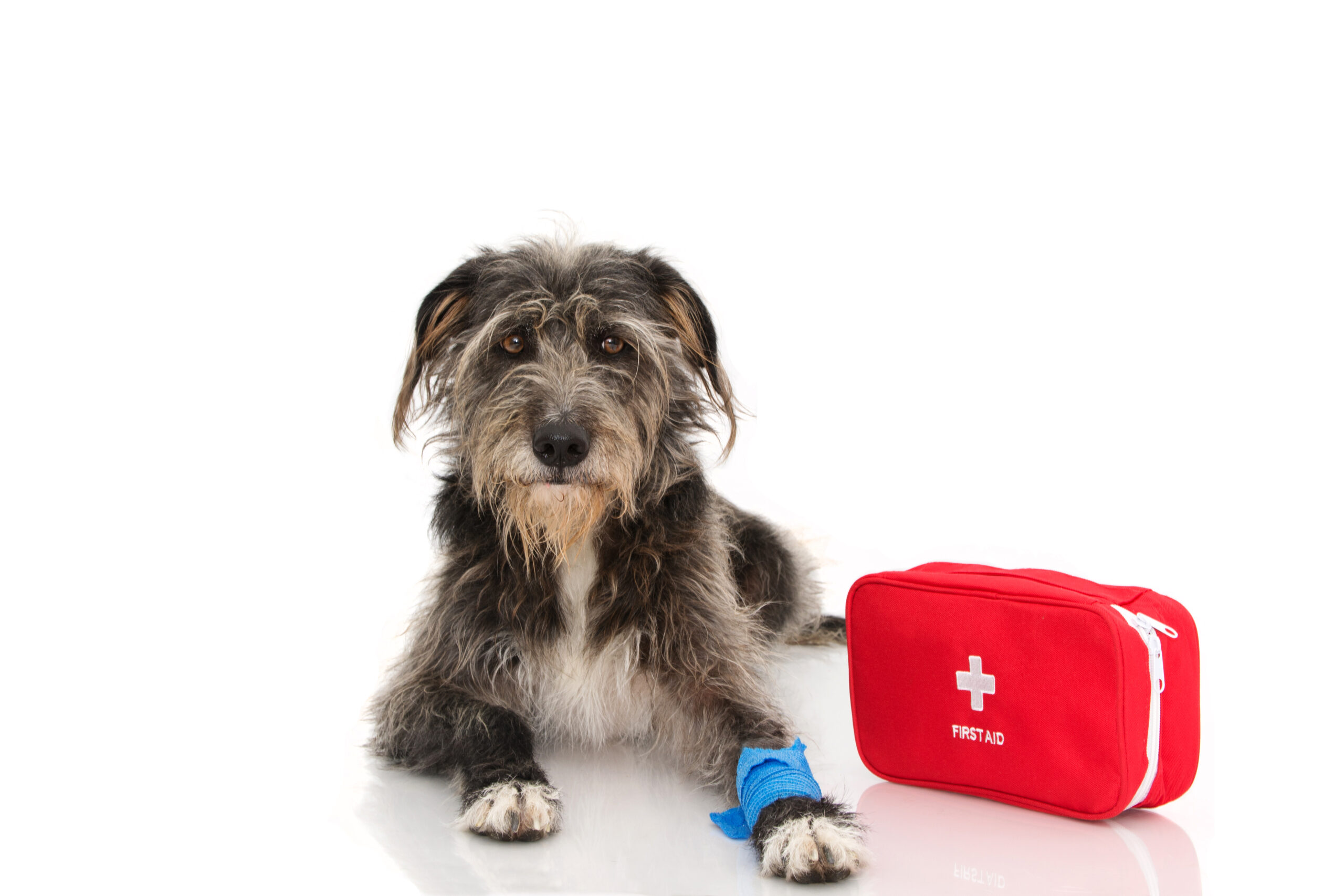 SICK OR INJURED DOG. PUPPY  LYING DOWN WITH A BLUE BANDAGE OR ELASTIC BANDAGE ON FOOT AND A EMERGENCY  OR FIRT AID KIT. PAIN EXPRESSION. ISOLATED ON WHITE BACKGROUND.